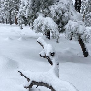 Meet your Posher, Nguyen